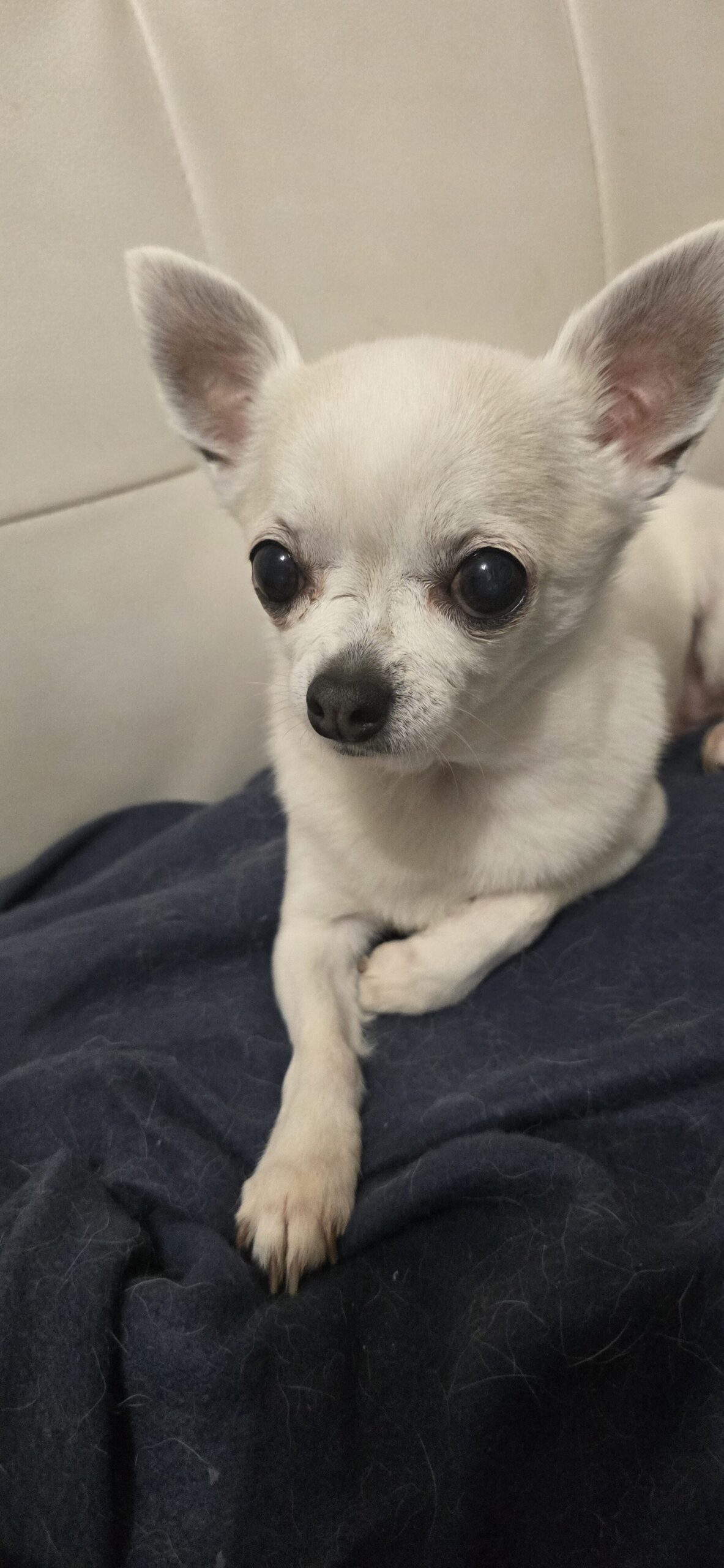 inbound4328248076995569987