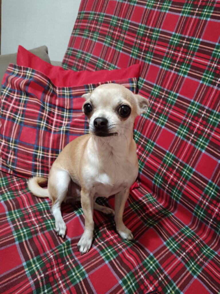 inbound4495820797126382782