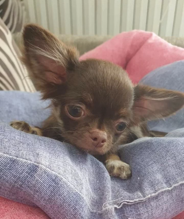 COCO KAROL LYU