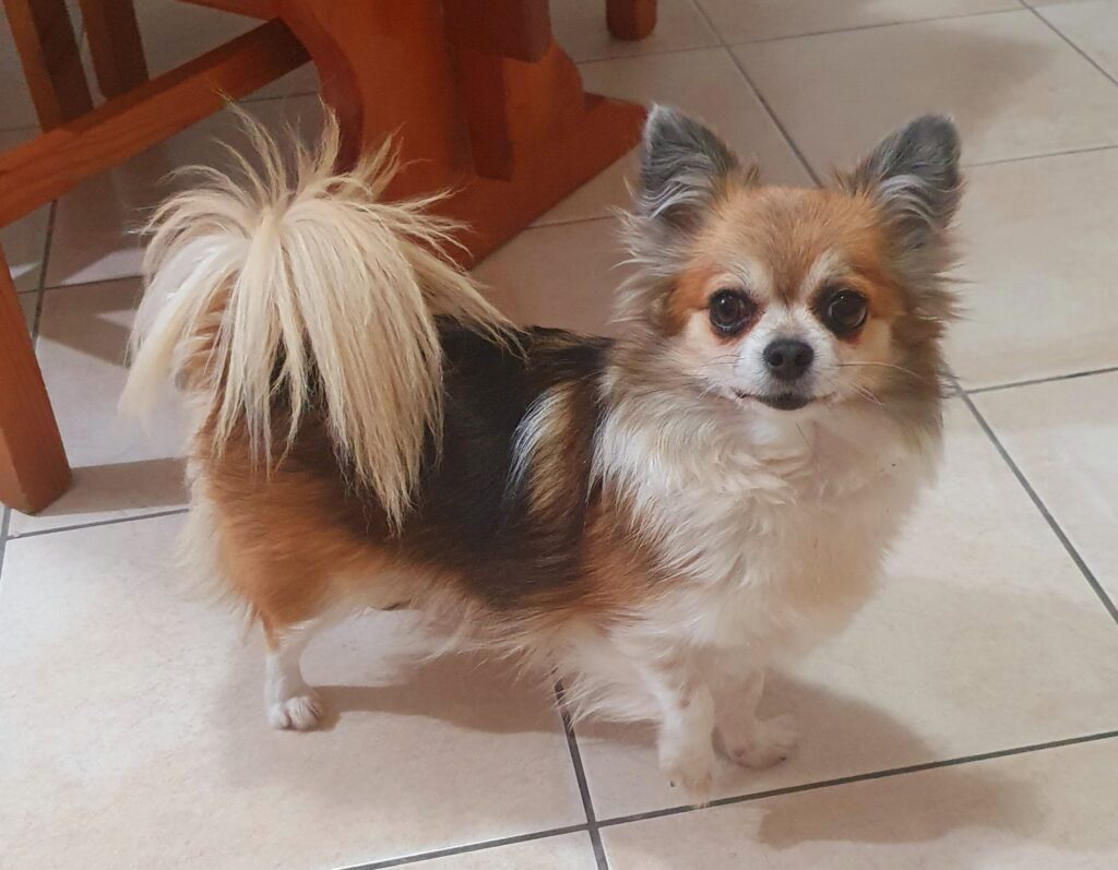 inbound4754899729186459352