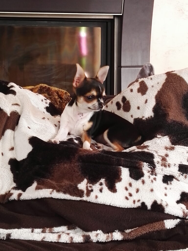 inbound4963045462787658525