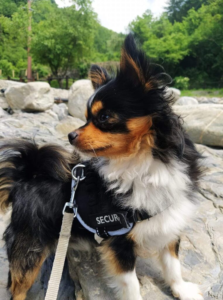 inbound5153125598984183946