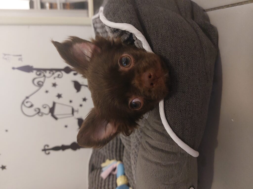 inbound5388228449284521703