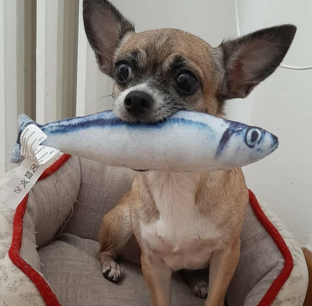 inbound5498996198359287883