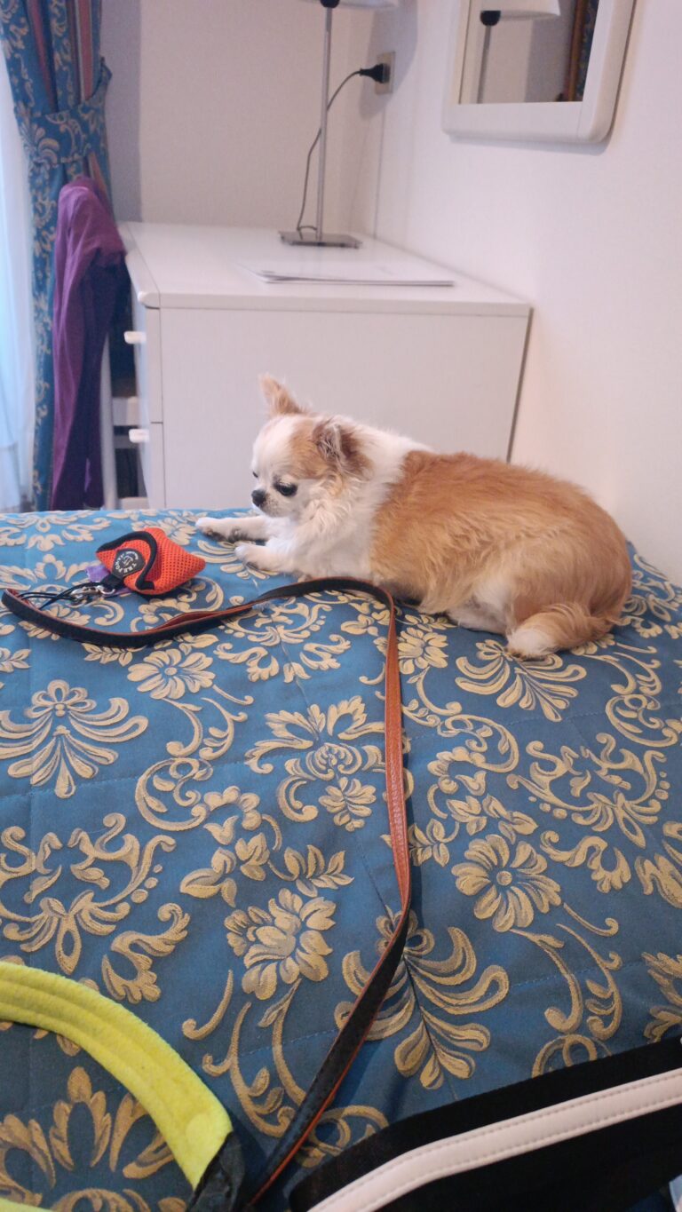 inbound6428653640075515306