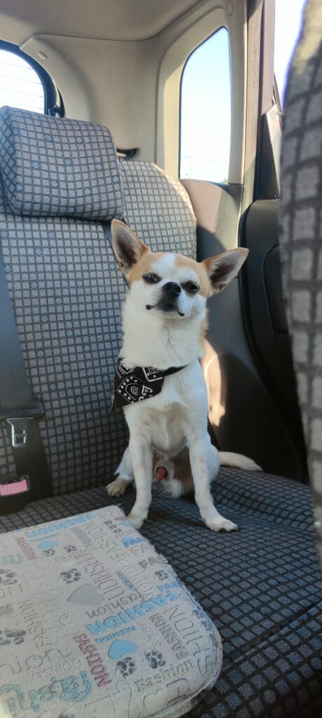 inbound6952334433025667820