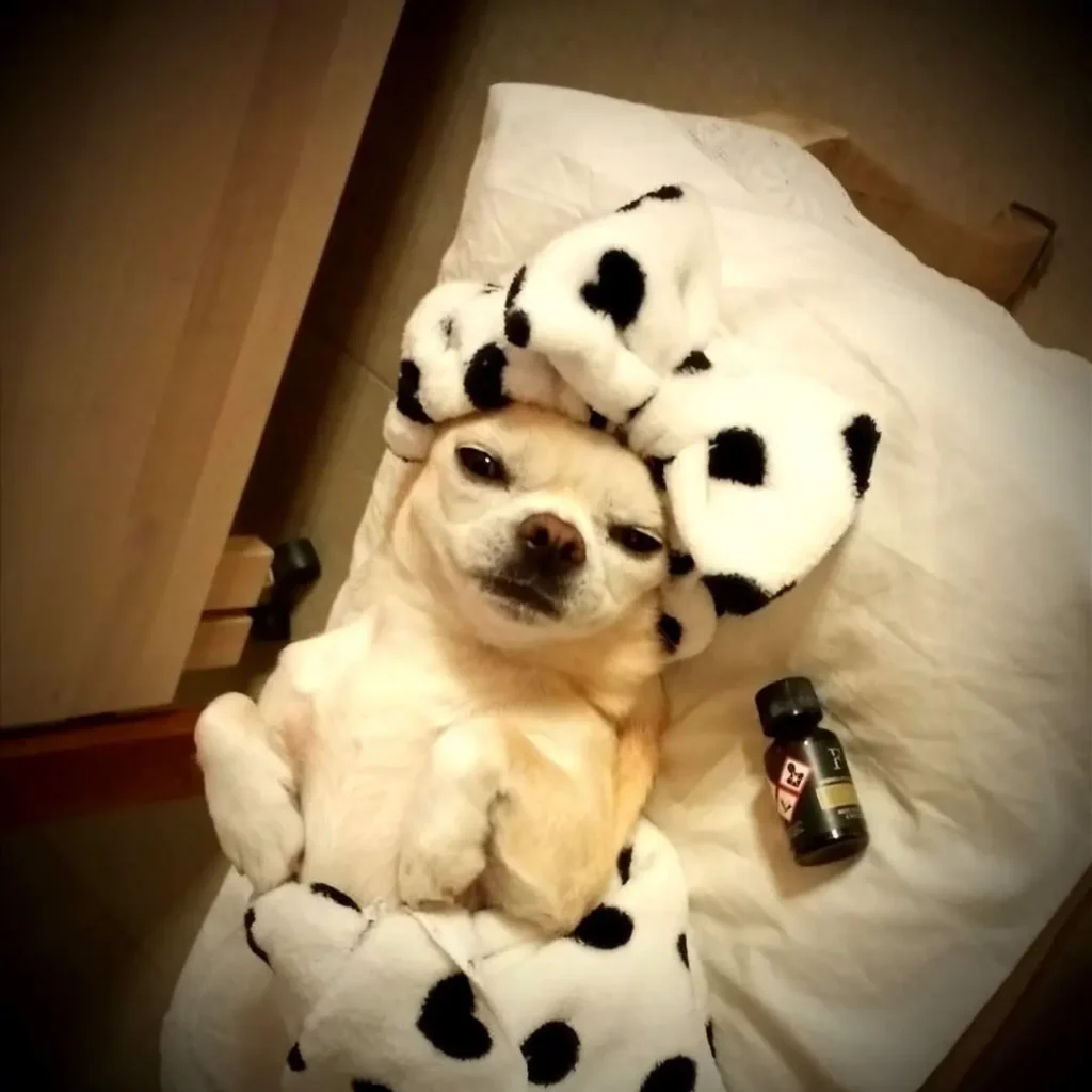 inbound7006690573761910385