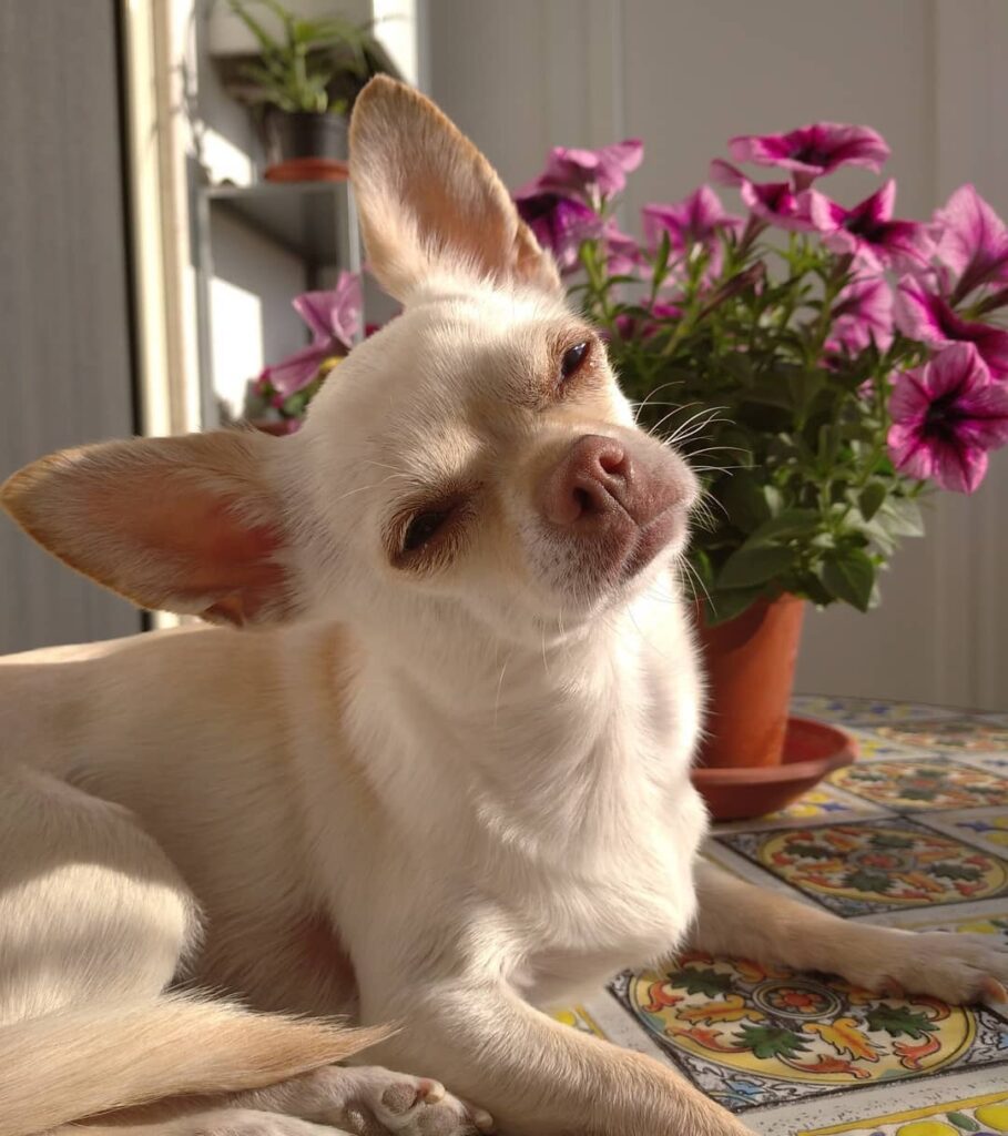 inbound7094293866536274794