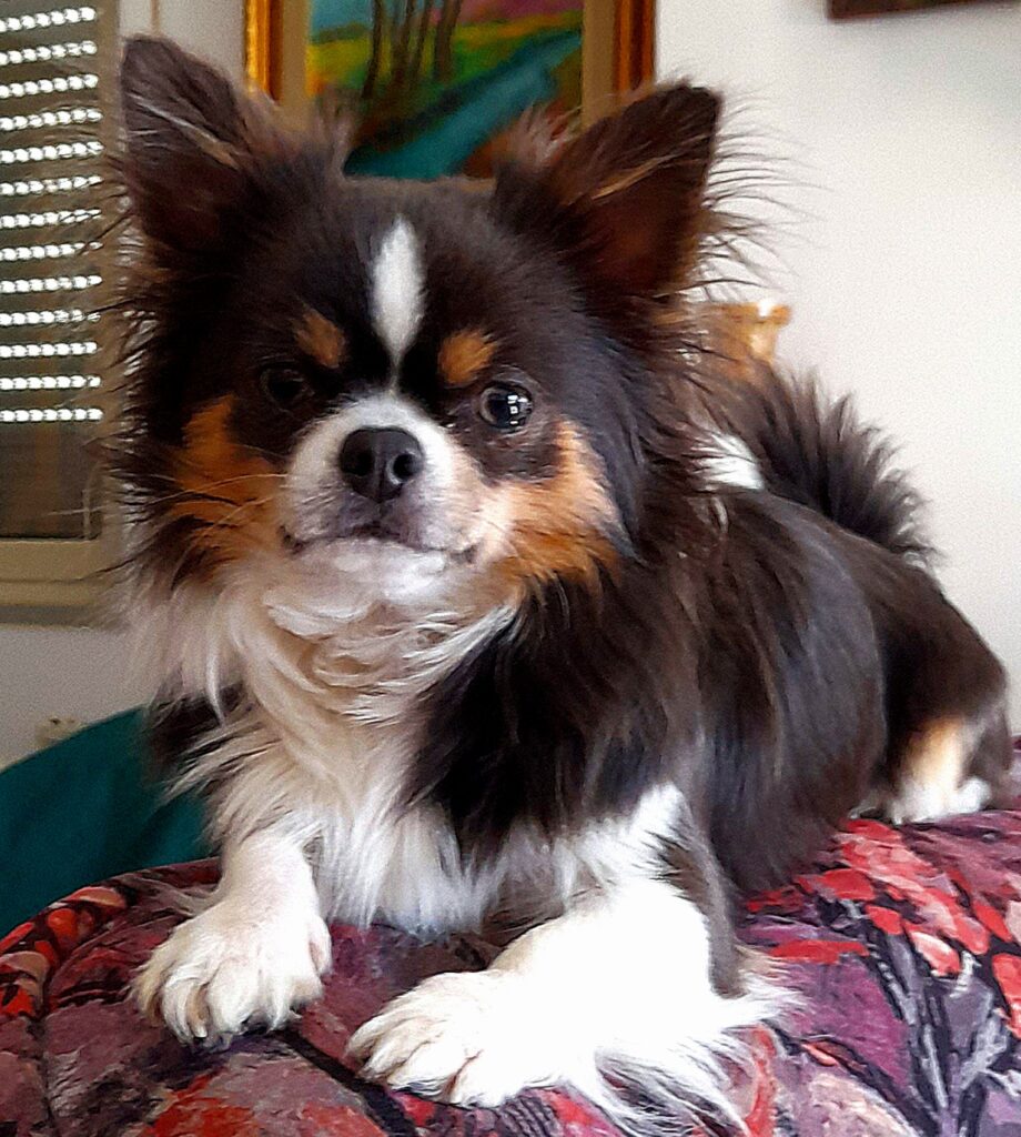 inbound7277329129641190776