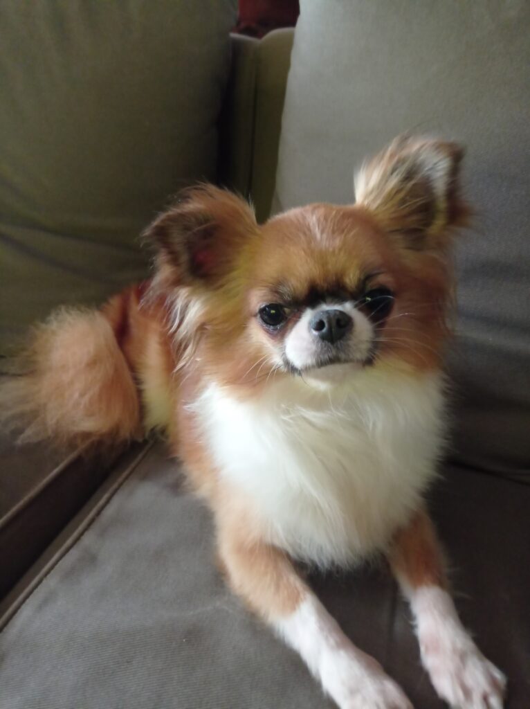 inbound7308088422674085782