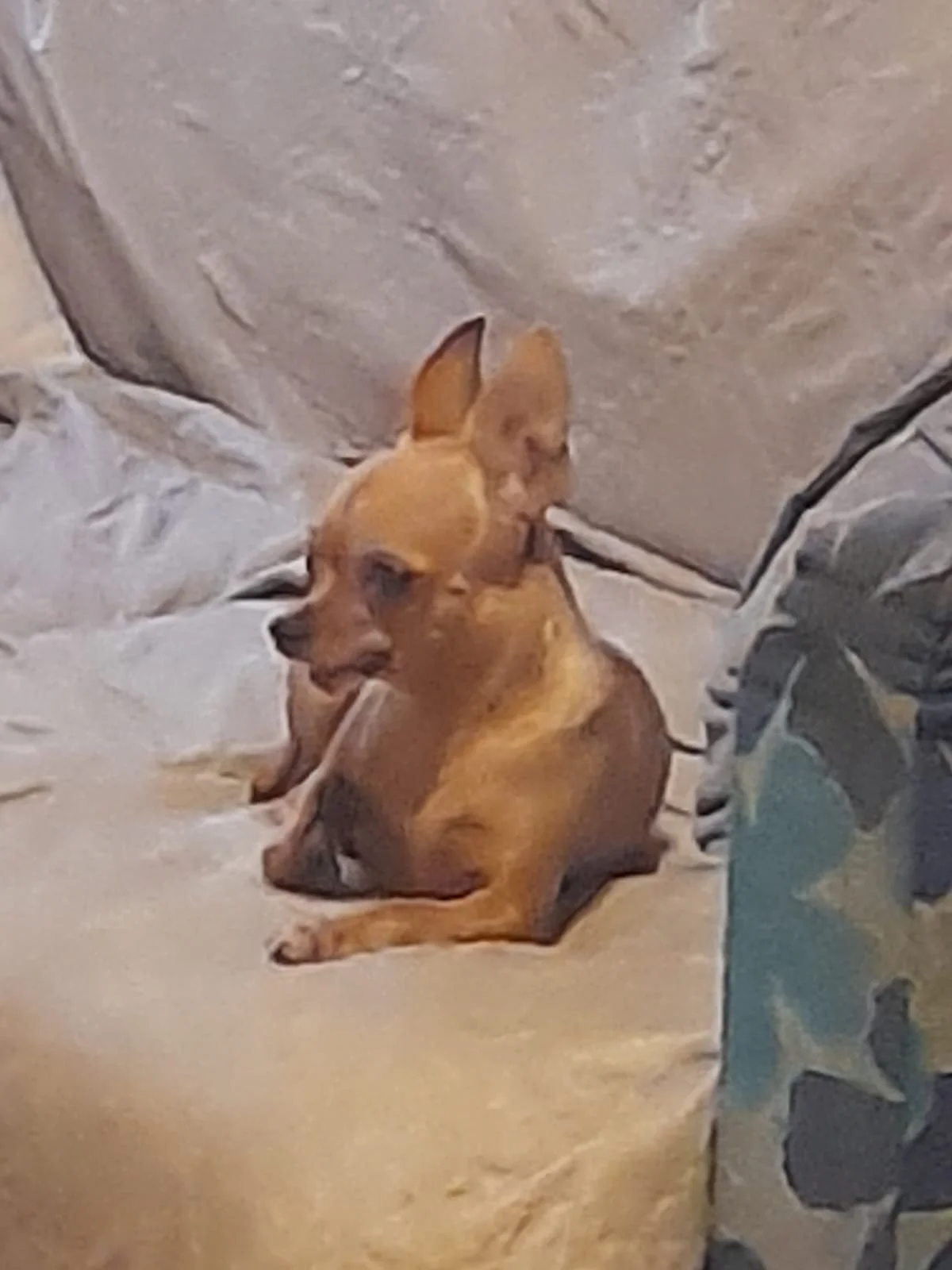 Stella