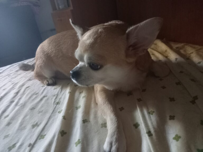 inbound7501722013407831957