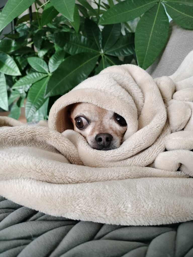 inbound784251376176752541