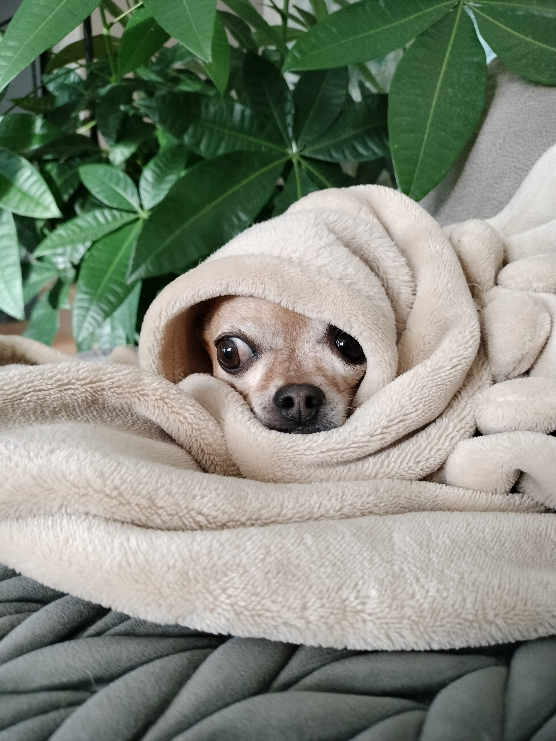 inbound784251376176752541