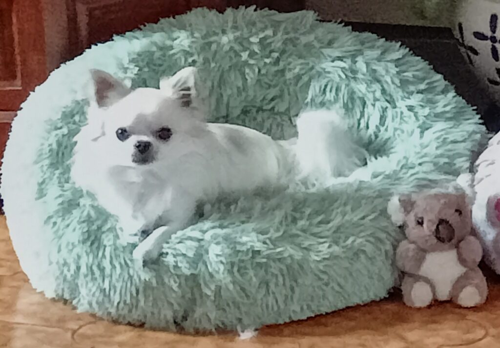 inbound7978710543567267145