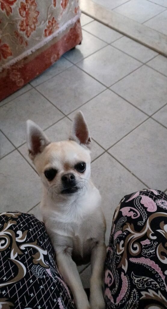 inbound8197997628460722850