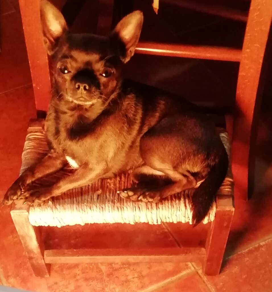 inbound8459283902793029950