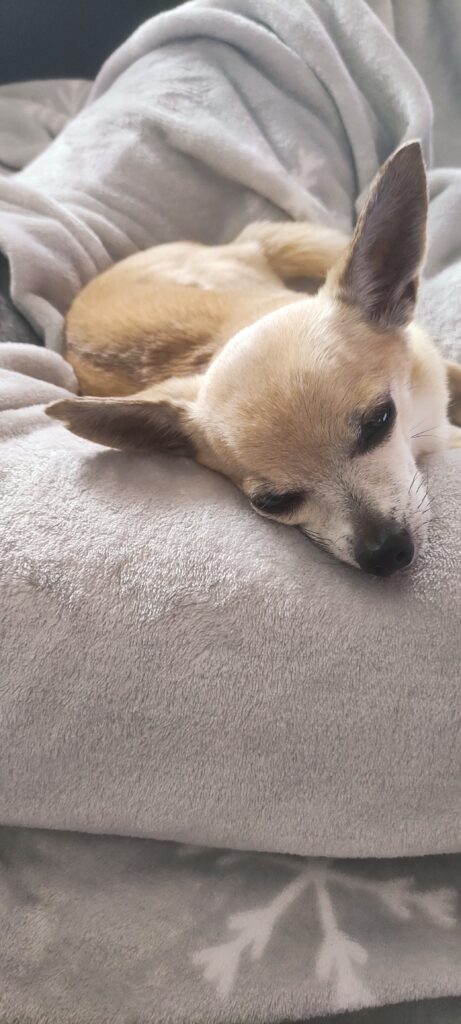 inbound8526241876622017887