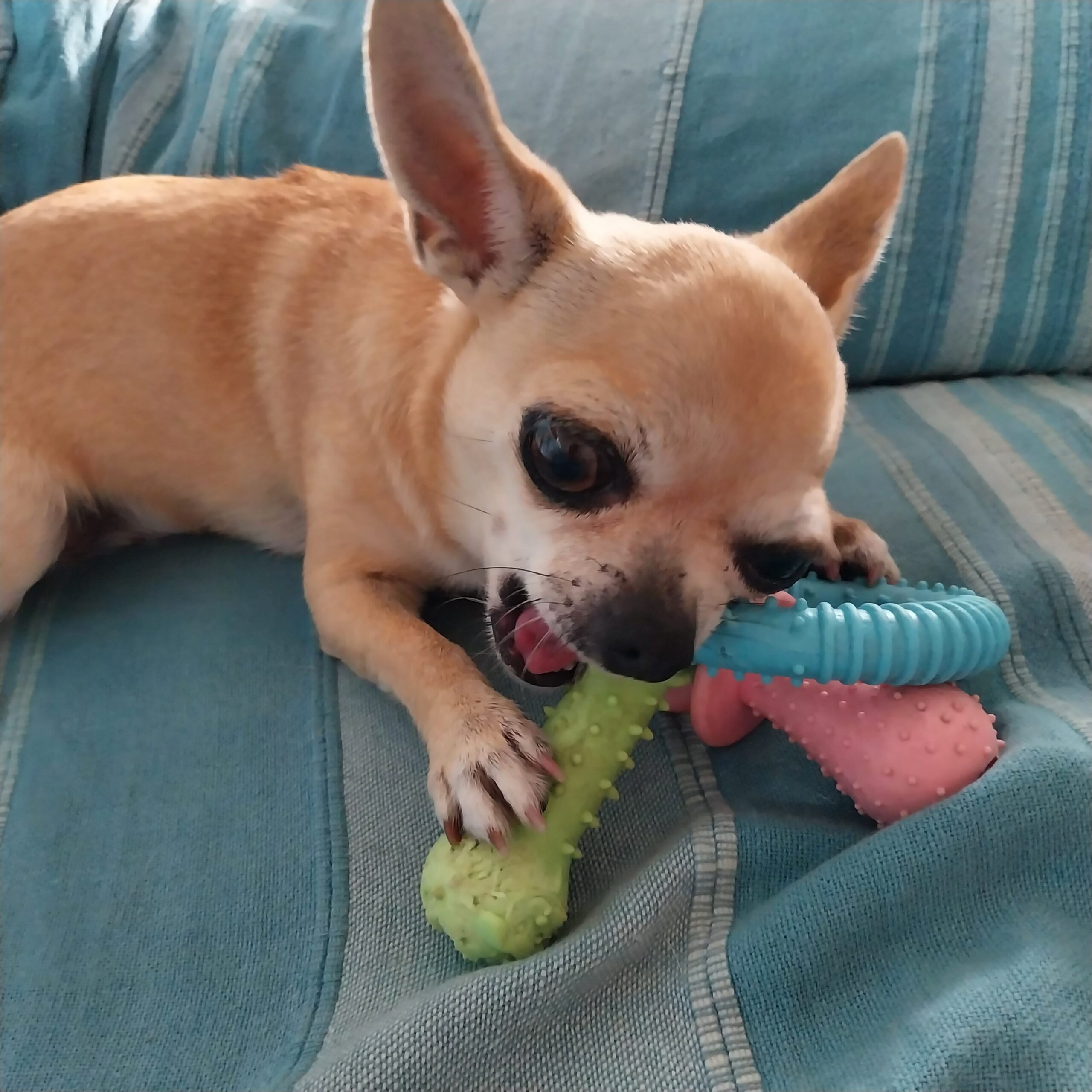 inbound8726187607853537392