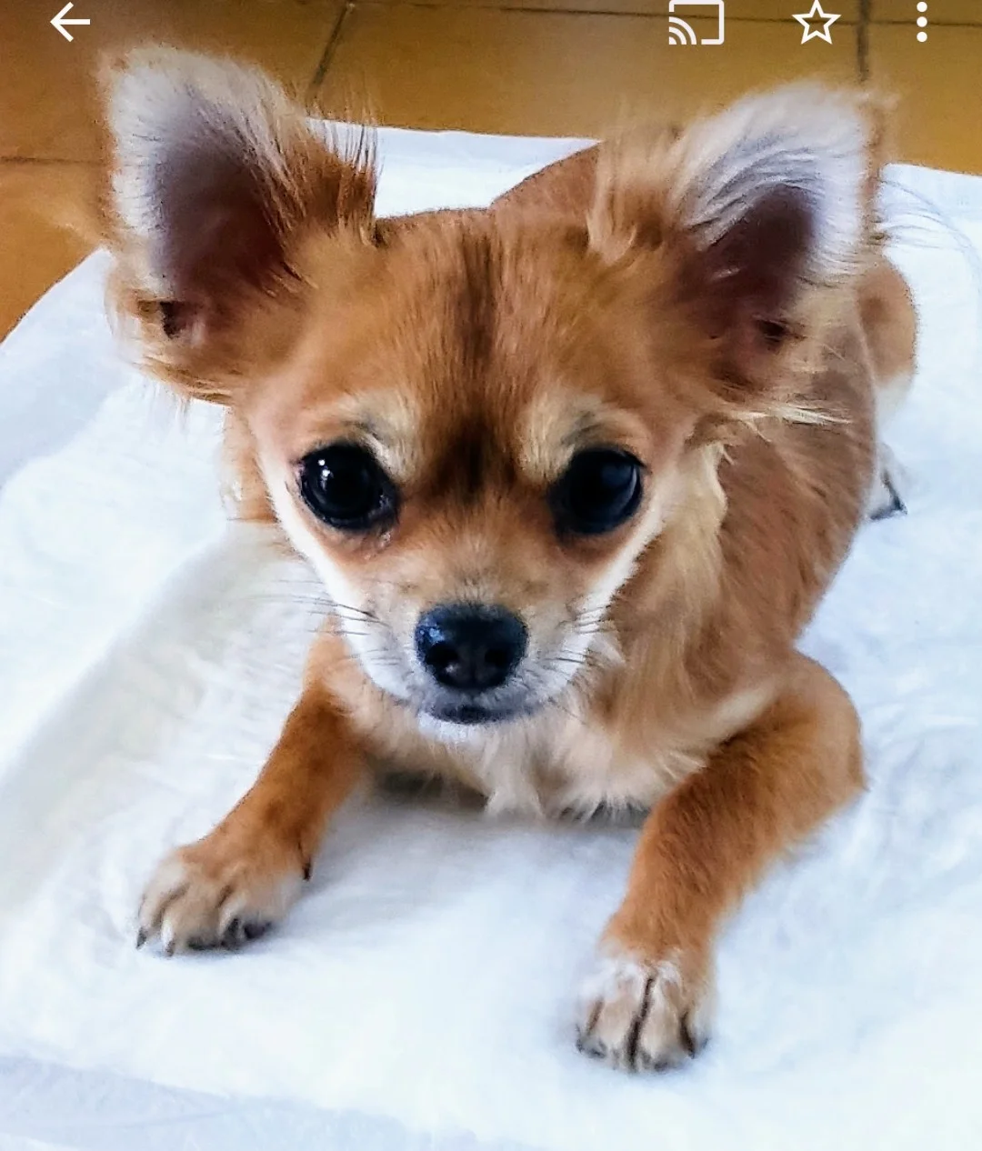 Lily
