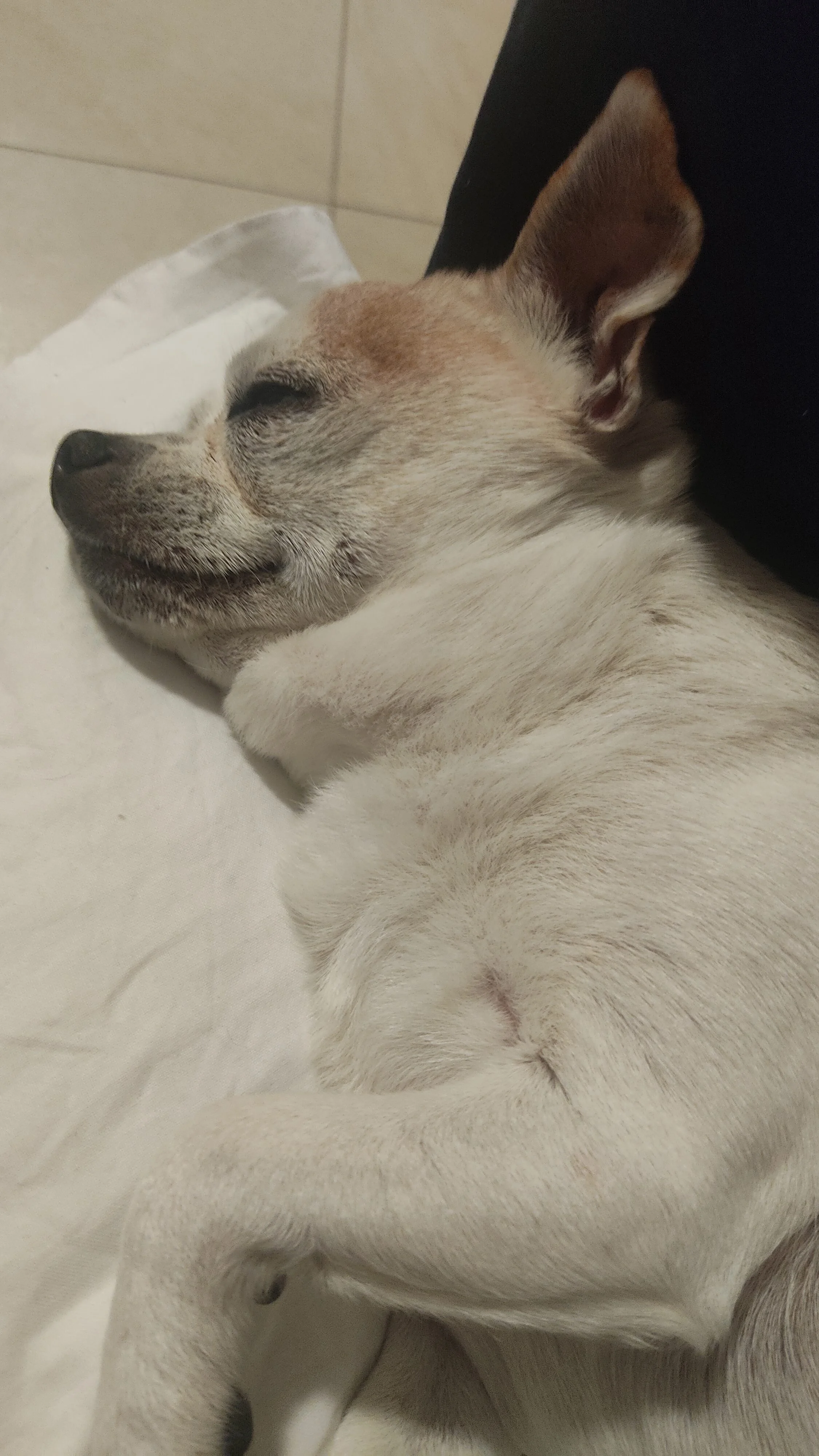 Oscar