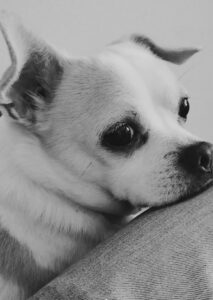 Mister Baloo VIP ⭐⭐⭐