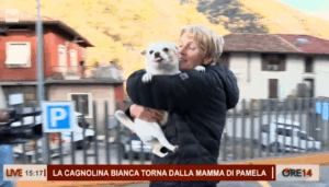 La chihuahua Bianca torna con la famiglia di Pamela Genini