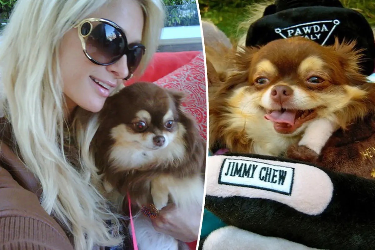 Lutto per Paris Hilton: è morta la sua chihuahua Harajuku