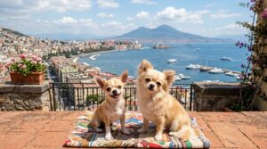 Migliori Allevamenti Chihuahua in Campania: Elenco e Contatti