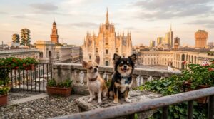 Migliori Allevamenti Chihuahua in Lombardia: Elenco e Contatti