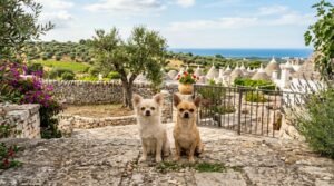 migliori allevamenti chihuahua in puglia elenco e contatti