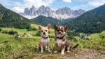 migliori allevamenti chihuahua in trentino alto adige elenco e contatti