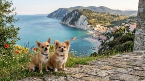 migliori allevamenti chihuahua nelle marche elenco e contatti