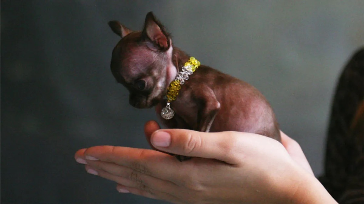 Milly: La Chihuahua Più Piccola al Mondo – Guinness World Records 2012