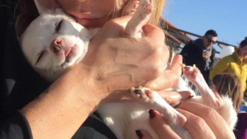 È morta Margot la chihuahua di Stefania Orlando