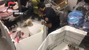 Traffico chihuahua dell'Est: denunciato allevamento